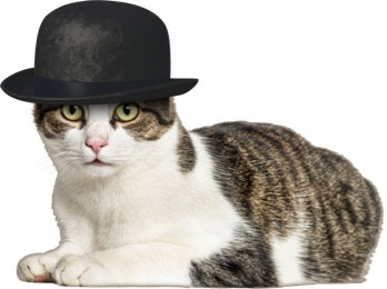 Sitting cat, wearing a hat